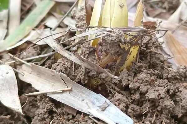 动土 破土 动土 破土