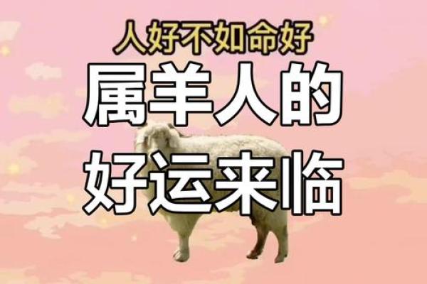 03年属羊人的运势 2023年属羊人运势解析机遇与挑战并存 03年属羊人的运势 2023年属羊人运势解析机遇与挑战并存