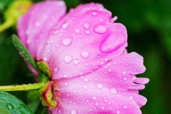 2018大寒出生的狗宝宝取什么名字最好？-华易网姓名